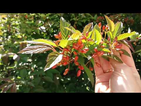 Видео: Калина.Виды