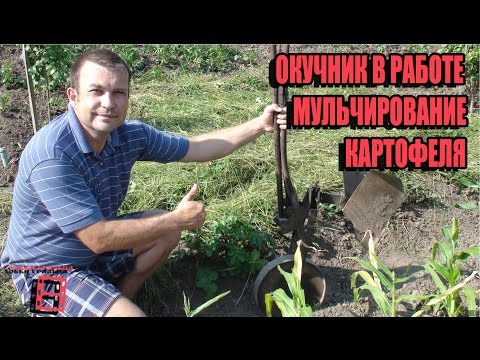 Видео: ОКУЧИВАЕМ ПРОСТО С ПОМОЩЬЮ ОКУЧНИКА. МУЛЬЧИРОВАНИЕ КАРТОФЕЛЯ. СЕКРЕТЫ ВЫРАЩИВАНИЯ КАРТОФЕЛЯ 3. САД