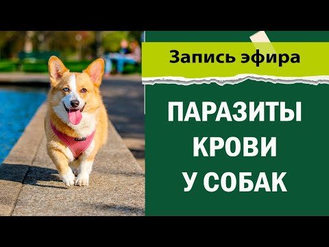 Видео: Паразиты крови у собак. Гематропные инфекции у собак