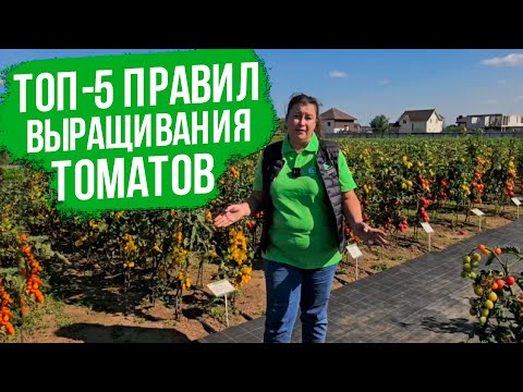 Видео: Самый эффективный способ выращивания томатов в открытом грунте!