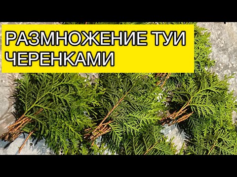 Видео: Размножение туи черенками #туя #черенкование #садовыедела #черенки #сад #дача