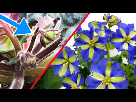 Видео: КАК ПРОСТИМУЛИРОВАТЬ ФИАЛКУ НА ПЫШНОЕ  ЦВЕТЕНИЕ?  ОДИН ОЧЕНЬ ХОРОШИЙ СПОСОБ