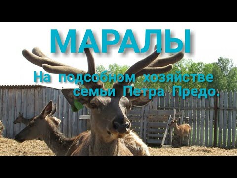 Видео: Маралы на подсобном хозяйстве семьи Предо.