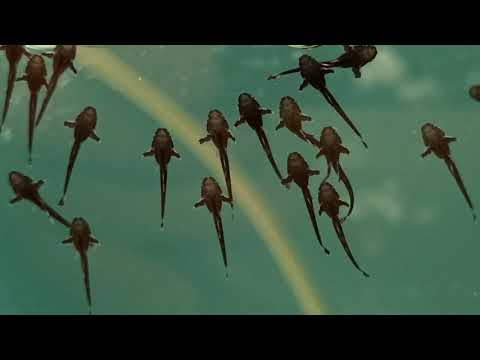 Видео: Стурисома панамская (разведение).