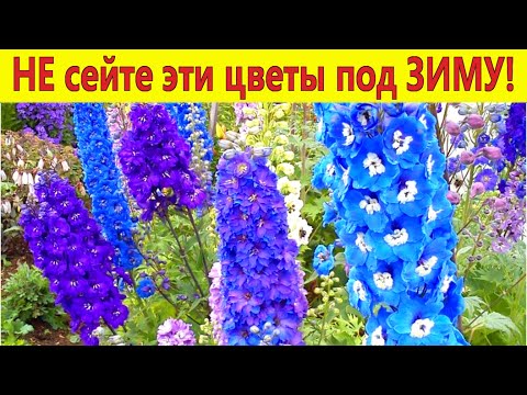 Видео: НЕ СЕЙТЕ ЭТИ ЦВЕТЫ ПОД ЗИМУ! 12 растений, которые не стоит сеять под зиму в грунт.