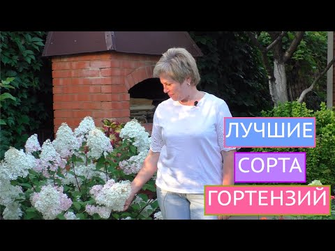 Видео: САМЫЕ КРАСИВЫЕ ГОРТЕНЗИИ В МОЕМ САДУ!!!