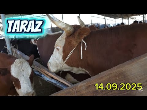 Видео: ІРІ ҚАРА БАҒАЛАРЫ/ ТАРАЗ МАЛ БАЗАР