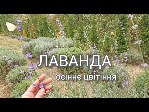 Видео: Осіннє цвітіння ЛАВАНДИ🌸 Чи стригти лаванду восени, як і коли? Огляд кущів(2)