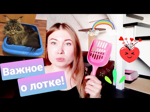 Видео: Зная ЭТО вы не совершите ошибку с лотком. Жизнь с мейн-кунами