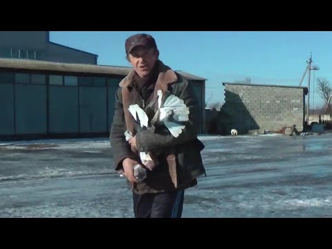 Видео: 1.ч. Голуби 18.01.2024.г в Гостях у Алика. Б. 🇷🇺 Г. Сальск. Автор. Минин. С. В. 🎥🕊️🇷🇺