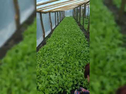 Видео: Редис в теплице,сколько можно заработать с первого урожая.