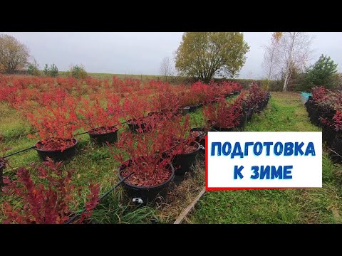 Видео: Осенний полив голубики