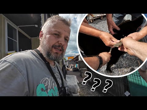 Видео: Кто сегодня покинет хвостатое счастье?!