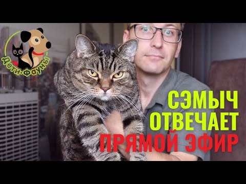 Видео: Ответы на вопросы о кошках и собаках 30.06.2024