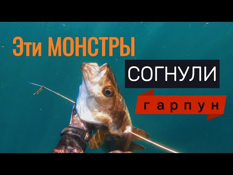 Видео: Он был в шоке когда посетил Ирландские воды! Осенние монстры согнали гарпун.