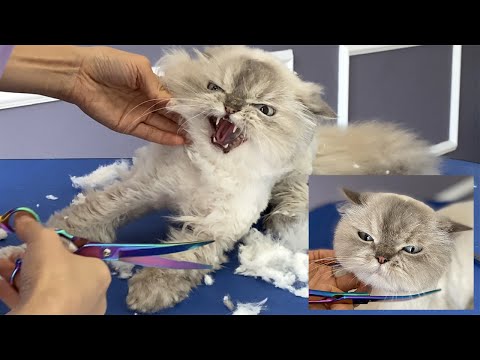 Видео: ШИКАРНЫЙ, НО ЗЛОЙ ПЕРСИДСКИЙ КОТ!! В конце концов мне удается с ним подружиться.❤️🐱