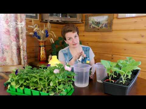 Видео: Чем подкормить рассаду помидор и перца: жидкий биогумус | Есть ли эффект от подкормки  биогумусом.