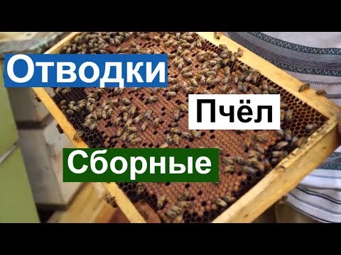 Видео: Пасека #84 Отводки Сборные, Как размножить Пчёл | Пчеловодство для начинающих