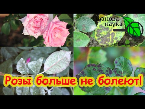 Видео: ВСЕ РОЗЫ ЧИСТЫЕ! Розы больше не болеют. Полная простая схема обработка роз от всех болезней сразу.