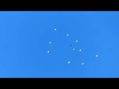 Видео: Ижевские и пермские голуби. Полёты 07.08.24.