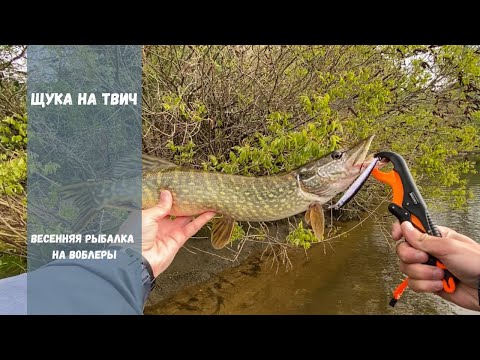 Видео: Ловля щуки на воблеры | Твичинг в мае | В поисках весенней щуки