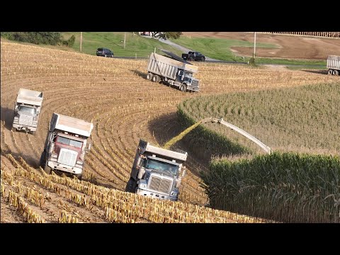 Видео: Последний этап рубки и шелушения кукурузы