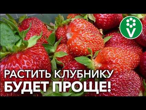 Видео: КАЛЕНДАРЬ УХОДА ЗА КЛУБНИКОЙ от А до Я! Отличный урожай гарантирован!