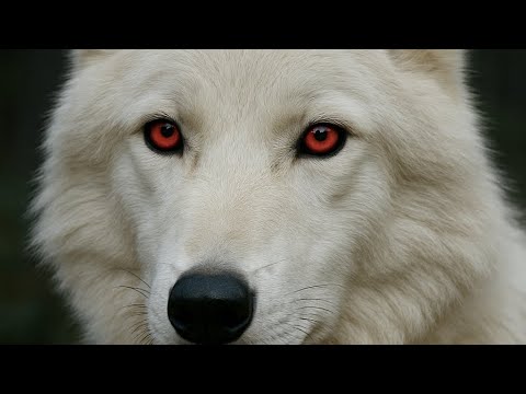 Видео: Хранители волков.23 (1)