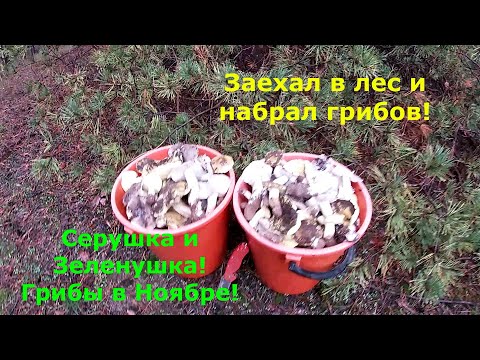 Видео: Серушка и Зеленушка! Грибы в ноябре!