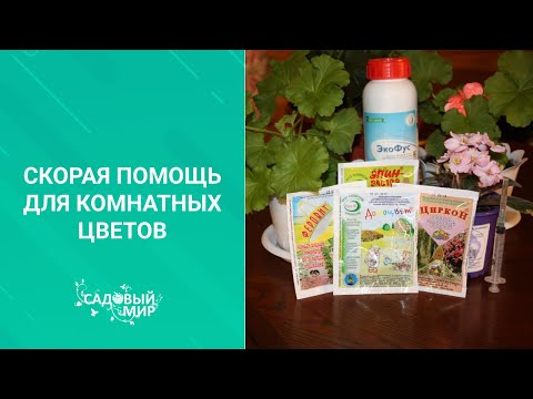 Видео: Скорая помощь для комнатных цветов