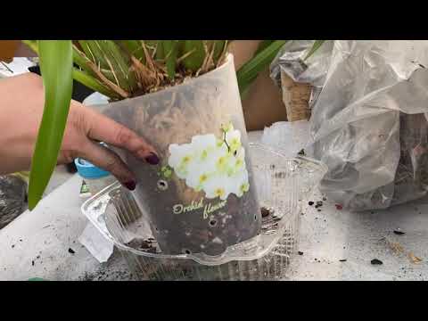 Видео: Пересадка Cymbidium , с шикарной корневой 🪴Посмотрим ?!)))🌺