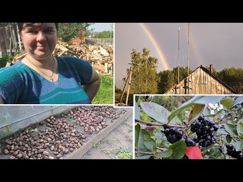 Видео: Копаем, убираем картошку . Позвольте мы с мамой сами решим что кому делать! Ну...люблю я мужиков😄