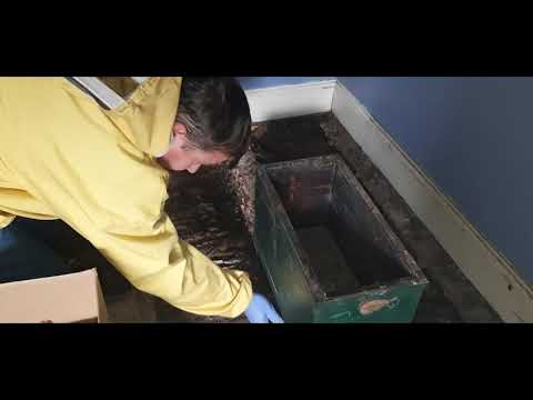 Видео: Пчеловодство в Англии. Пчелы в полу.