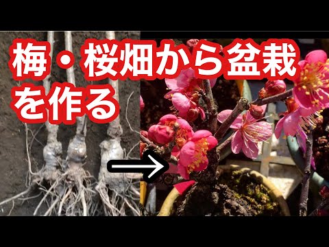 Видео: Изготовление бонсай в поле Прививка, подвой, укоренение, обрезка, вишневый бонсай [Укон,