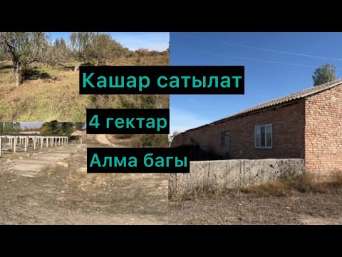 Видео: Кашар сатылат 4 гектар аянты алма багы менен