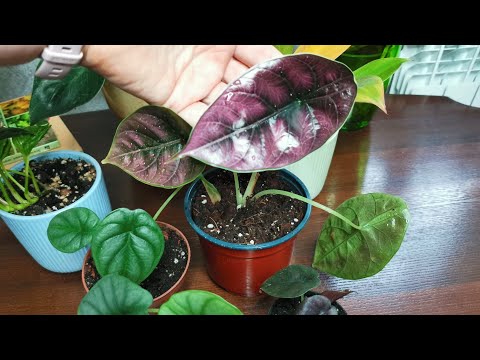 Видео: Новиночка. И попутно знакомство с моими ароидными представителями.