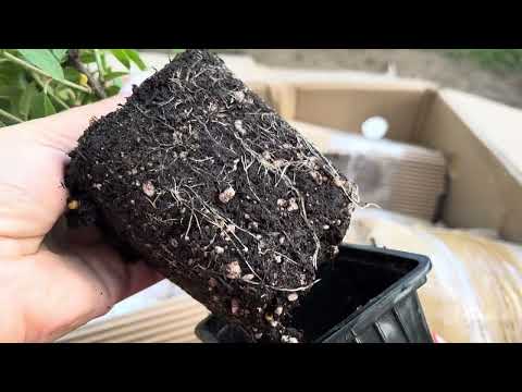 Видео: Распаковка, еще одной посылки, с гортензиями мировой селекции