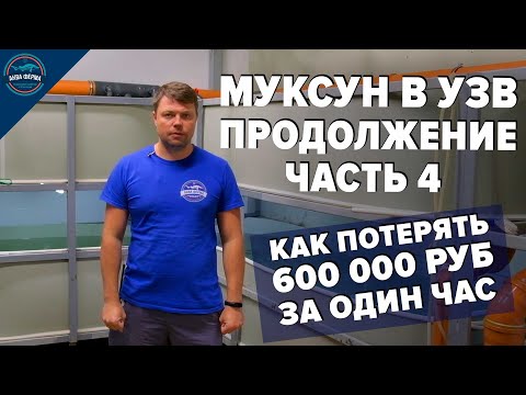 Видео: Муксун на АкваФерме часть 4. Первые проблемы