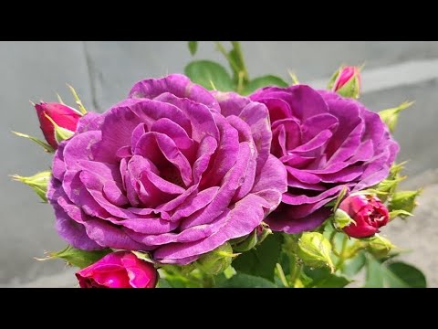 Видео: ВИСАДКА КВіТіВ 🌼