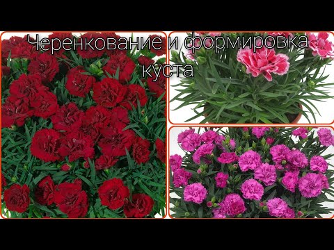 Видео: Вегетативная гвоздика (черенкование и формировка куста)