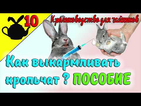 Видео: КАК ВЫКАРМЛИВАТЬ КРОЛЬЧАТ? НАГЛЯДНОЕ ПОСОБИЕ / Кролиководство для чайников 10