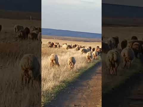 Видео: Привезли нового барана #новыйбаран