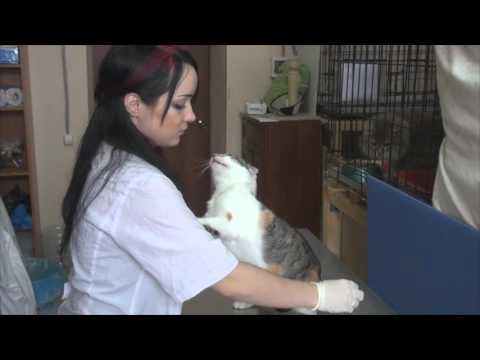 Видео: Фильм о приюте «Муркоша» (март 2016 г.)