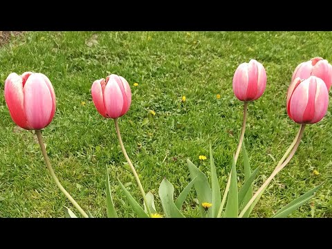 Видео: Как восстанавливаются мои розы после заморозков.