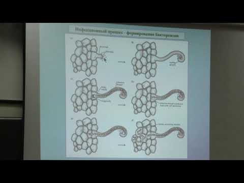 Видео: Носов А. М. - Физиология растений I - 8. Минеральный обмен растений