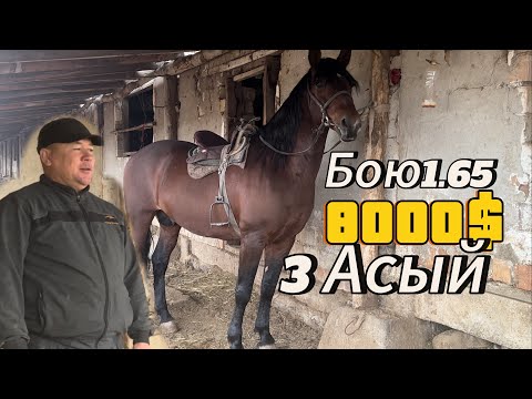 Видео: Ат сатылып кетти