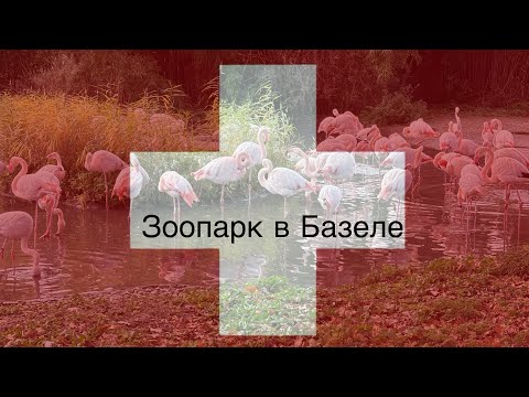 Видео: Зоопарк в Базеле, Швейцария // zoo à Bâle Suisse 
