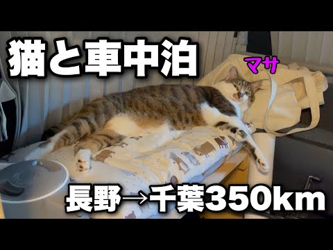 Видео: [Автокемпинг с кошками]Обратный путь 350 км. Часть 2