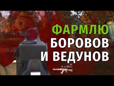 Видео: 23. Фармлю боровов и ведунов с Benelli. Stay Out | RU2