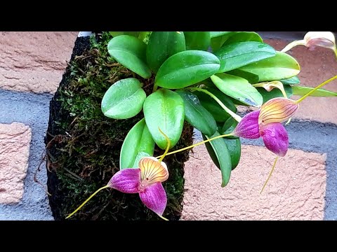 Видео: Орхидеи.  МАСДЕВАЛЛИЯ в домашних условиях. Masdevallia caudata dark.